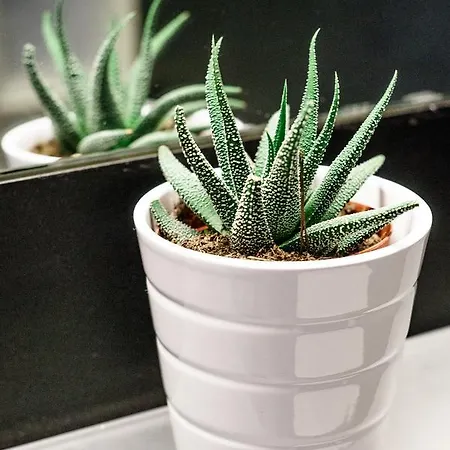 Mini With Balcony * ソポト